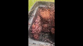 Australian Native Stingless Bees