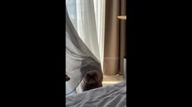 Dog 'Hides' Behind Drapes