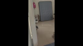 Cat Scales The Mattress In A Fit Of Zoomies
