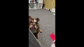 Gary the Clumsy Bulldog Fails at Backflip