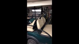 Black Bear Uses the Exit