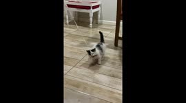 Fishing for Kittens