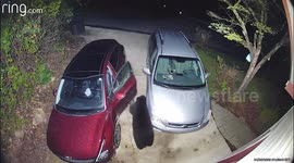 Clever Bear Opens Car Door to Get Inside