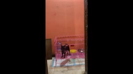 Chihuahua Becomes An Escape Artist