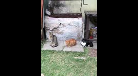 Cats Yawns in Sequence