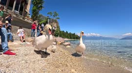 A swan threat a dog several times in a beach full of people while the whole family of swans walk in the bech in Sirmione, Lago di Garda, Italy