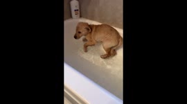 Puppy's First Bath