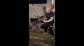 Great Dane Dance Party