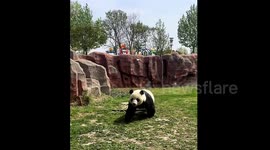 Adorable giant panda sprints in excitement upon hearing food call