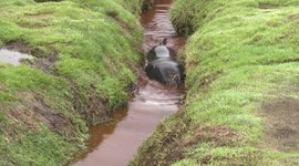 Elephant seal calf finally frees itself after getting stuck in narrow channel