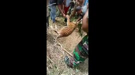 Sumatran tiger dies in pig snare at Pasaman resident's farm in West Sumatra