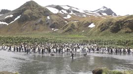 Baby Elephant Seal at the milk bar while King Penguins call – suckling then patting mother’s belly.