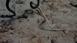 Sea snake devours white ribbon eel in rare encounter captured by diver