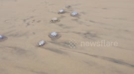Several Jelly fishes arrived in bank sea in Puri beach