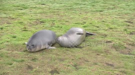 Oscar award-winning performers? Roly-poly Elephant Seal pups act up for the camera.