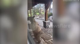 Watch the moment curious bear cub opens door to home - only to be shooed away by homeowner