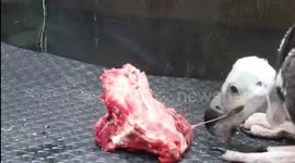 Endangered red-headed vulture fledgling learns to eat on its own