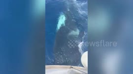 British couple relive terrifying moment they were attacked - by KILLER WHALES