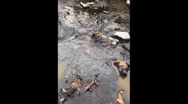 Dog rescued after spending almost 2 days trapped in sticky fuel oil