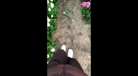 A serene sunset walk through a blooming Tulip field *Golden Hour Bliss*