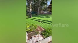 Wild monitor lizard strolls along garden outside temple in Thailand