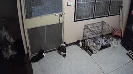 Clever pet cat climbs door to lock door at night