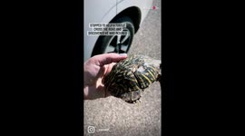 Warmhearted woman rescues and takes care of injured turtle