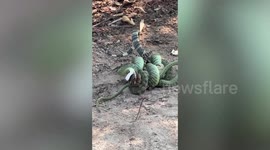 Wild snake strangles baby monitor lizard as it bites back in Mexican standoff