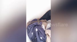Resident picks up wild gecko sitting on top of laundry inside washing machine