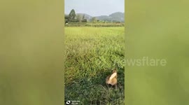 Pet dogs leap like kangaroos among tall rice plants