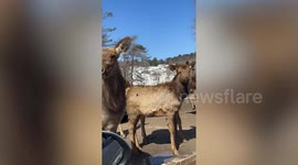 Wild deer poke their heads inside tourist’s car to eat carrots at safari park in Canada