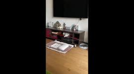 He is okay ????#fyp #viral #catsoftiktok