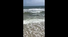 Alligator Takes A Beach Day