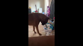 Boxer Plays Toy Piano