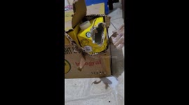Naughty Puppy Hides From Mess