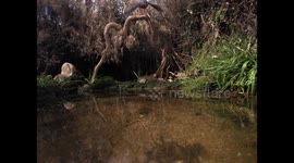 Kingfisher Masterfully Dives for Fish