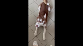 Husky Hates Weird Socks