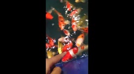 Gold fishes are so cute especially when they are hungry. They thought my hands are foods. Hahahah