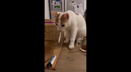Cat Needs A Smoke Break