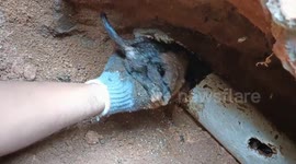 Man painstakingly rescues newborn puppy covered in sewage from toilet pipe