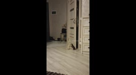 Bickering Pet Rats