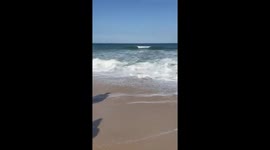 Local guard's heroic efforts save stranded dolphin at Recreio Beach