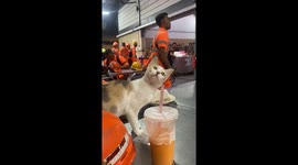 Mesmerized feline: captivating stare at unseen prey