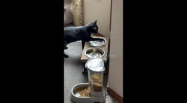 Unusual Cat Hydration System