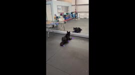 Pup's Reflection Triggers Zoomies