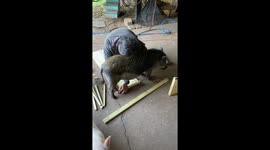 Coco The Pig Demands Attention