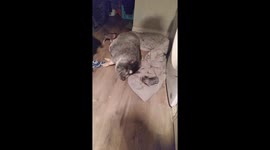 Mama Piggy and Her Babies