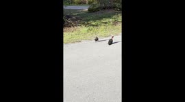 Couple of Woodpeckers Dance on Road