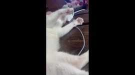 The cute moment of the cat while sleeping still doesn't forget to dance paws