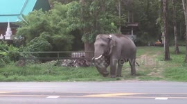 Plucky pet dog chases away huge wild elephant in Thailand